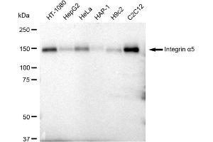 Western blotting analysis using Integrin alpha 5 antibody (ABIN7799077).