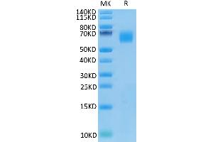 CEACAM8 Protein (AA 35-319) (His tag)
