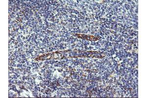 Image no. 1 for anti-Chromosome 4 Open Reading Frame 22 (C4orf22) antibody (ABIN1497057) (C4orf22 antibody)