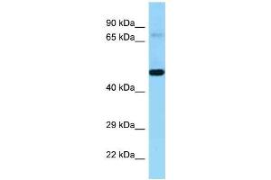 Western Blotting (WB) image for anti-Kell Blood Group, Metallo-Endopeptidase (KEL) (N-Term) antibody (ABIN2789430) (KEL antibody  (N-Term))