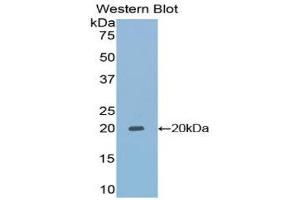Western Blotting (WB) image for anti-Tafazzin (TAZ) (AA 154-292) antibody (ABIN1860685) (TAZ antibody  (AA 154-292))