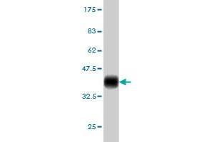 PIM1 antibody  (AA 1-100)