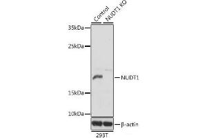Western blot analysis of extracts from normal (control) and NUDT1 knockout (KO) 293T cells using NUDT1 Polyclonal Antibody at dilution of 1:1000. (NUDT1 antibody)