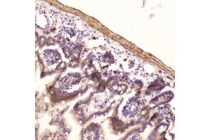 IHC testing of FFPE mouse small intestine with Ribonuclease 3 antibody at 2ug/ml. (RNASE3 antibody  (AA 28-160))