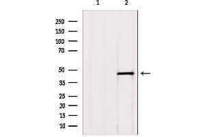 Western blot analysis of extracts from HepG2, using ADRM1 antibody. (ADRM1 antibody  (Internal Region))
