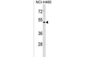 HEC Antibody (C-term) (ABIN1537215 and ABIN2838347) western blot analysis in NCI- cell line lysates (35 μg/lane).
