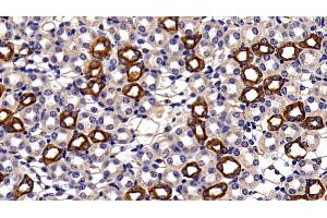 Detection of CK18 in Mouse Kidney Tissue using Polyclonal Antibody to Cytokeratin 18 (CK18) (Cytokeratin 18 antibody  (AA 1-423))
