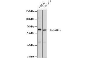 Western blot analysis of extracts of various cell lines, using RUNX1T1 antibody  at 1:1000 dilution. (RUNX1T1 antibody  (AA 100-390))