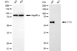 Western blotting analysis using FTO antibody (ABIN7798579).