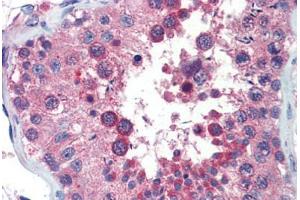 Human Testis (formalin-fixed, paraffin-embedded) stained with ZNF165 antibody ABIN462198 followed by biotinylated goat anti-rabbit IgG secondary antibody ABIN481713, alkaline phosphatase-streptavidin and chromogen. (ZNF165 antibody  (AA 216-265))