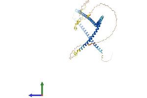 AlphaFold protein structure predicition of Human Recombinant CCDC83 Protein, UniprotID Q8IWF9