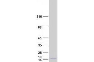 FXYD4 Protein (Myc-DYKDDDDK Tag)