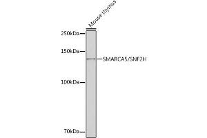 Western Blotting (WB) image for anti-SWI/SNF Related, Matrix Associated, Actin Dependent Regulator of Chromatin, Subfamily A, Member 5 (SMARCA5) antibody (ABIN7270656)