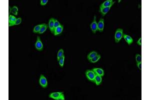 Immunofluorescent analysis of HepG2 cells using ABIN7175675 at dilution of 1:100 and Alexa Fluor 488-congugated AffiniPure Goat Anti-Rabbit IgG(H+L) (WAP Four-Disulfide Core Domain 8 (WFDC8) (AA 44-94) antibody)