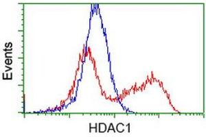 HEK293T cells transfected with either RC201745 overexpress plasmid (Red) or empty vector control plasmid (Blue) were immunostained by anti-HDAC1 antibody (ABIN2454014), and then analyzed by flow cytometry. (HDAC1 antibody)