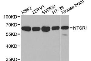 Western blot analysis of extracts of various cell lines, using NTSR1 antibody. (NTSR1 antibody)