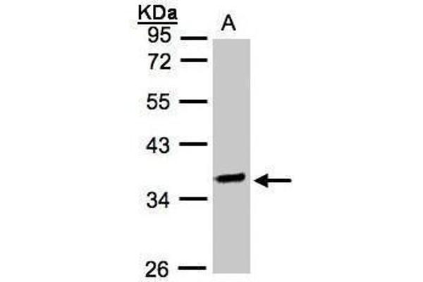 OSGEP antibody