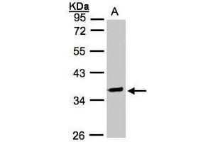 WB Image Sample(30 ug whole cell lysate) A:Raji , 10% SDS PAGE antibody diluted at 1:2000 (OSGEP antibody)
