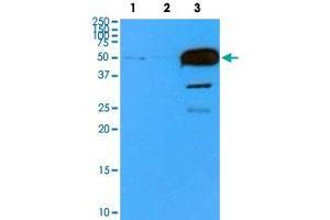 Western blot analysis of cell lysates (35 ug) with TUBB2B monoclonal antibody, clone AT5B3  at 1 : 500 dilution.