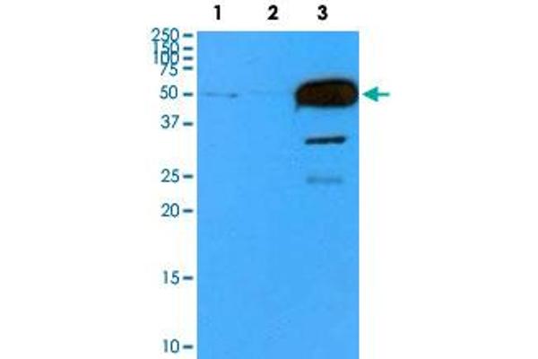 TUBB2B antibody  (AA 1-445)