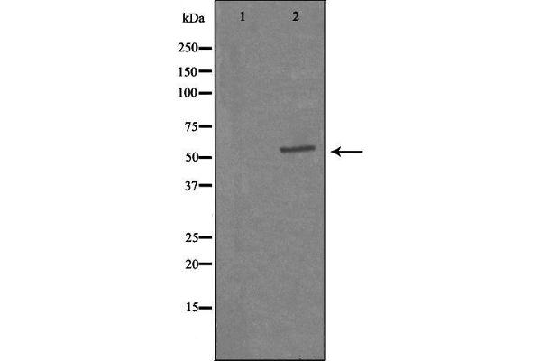 CAMKV antibody  (Internal Region)