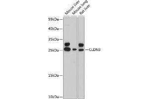 Western blot analysis of extracts of various cell lines, using CLDN3 antibody (ABIN6127704, ABIN6138688, ABIN6138689 and ABIN6215342) at 1:3000 dilution. (Claudin 3 antibody  (AA 141-220))