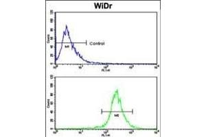 Flow cytometric analysis of WiDr cells using AXL Antibody (N-term) (bottom histogram) compared to a negative control cell (top histogram). (AXL antibody  (N-Term))