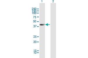 Western Blot analysis of HOMER2 expression in transfected 293T cell line by HOMER2 MaxPab polyclonal antibody. (HOMER2 antibody  (AA 1-343))