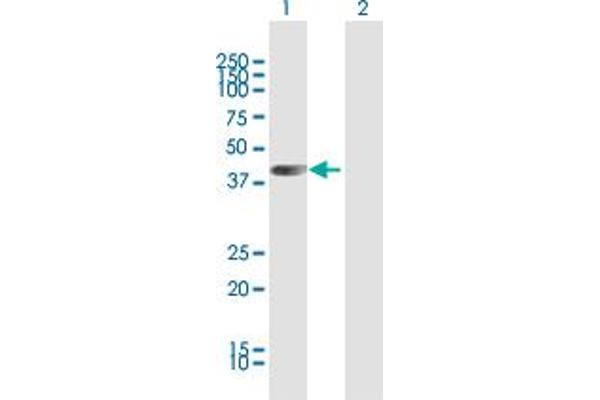 HOMER2 antibody  (AA 1-343)