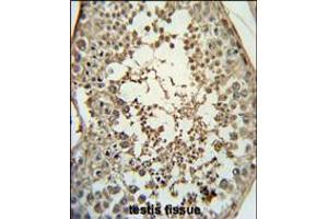 PMCH Antibody immunohistochemistry analysis in formalin fixed and paraffin embedded human testis tissue followed by peroxidase conjugation of the secondary antibody and DAB staining. (PMCH antibody  (AA 94-122))