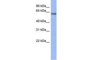 Image no. 1 for anti-gamma-aminobutyric Acid (GABA) A Receptor, epsilon (GABRE) (AA 35-84) antibody (ABIN6742547) (GABRE antibody  (AA 35-84))