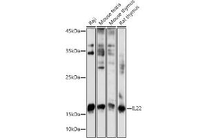 Western blot analysis of extracts of various cell lines, using IL22 antibody (ABIN6128134, ABIN6142363, ABIN6142364 and ABIN6221808) at 1:1000 dilution. (IL-22 antibody  (AA 34-179))