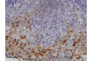 Immunoperoxidase of monoclonal antibody to GCH1 on formalin-fixed paraffin-embedded human lymph node. (GCH1 antibody  (AA 84-172))