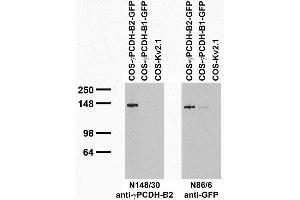 Transfected cell immunoblot: extracts of COS cells transiently transfected with GFP-tagged Gamma-protocadherin-B2 and -B1 and untagged Kv2.