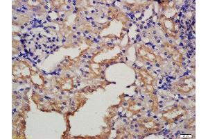Formalin-fixed and paraffin embedded rat kidney labeled with Rabbit Anti-HRG beta 1 Polyclonal Antibody, Unconjugated  at 1:200 followed by conjugation to the secondary antibody and DAB staining (Hrg beta 1 (AA 65-150) antibody)