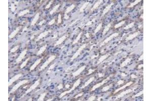 IHC-P analysis of Mouse Kidney Tissue, with DAB staining. (POFUT1 antibody  (AA 243-393))
