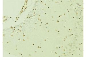 ABIN6276640 at 1/100 staining Mouse brain tissue by IHC-P. (ERG antibody  (C-Term))