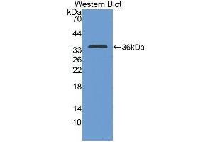 Western blot analysis of the recombinant protein. (IL-4 antibody  (AA 61-111))