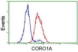 Image no. 4 for anti-Coronin, Actin Binding Protein, 1A (CORO1A) antibody (ABIN1497574) (Coronin 1a antibody)