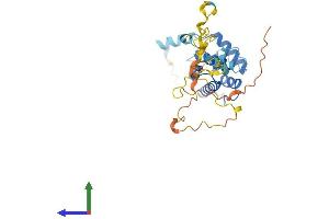 AlphaFold protein structure predicition of Mouse Recombinant Cnn1 Protein, UniprotID Q08091 (CNN1 Protein (AA 1-297) (His tag))