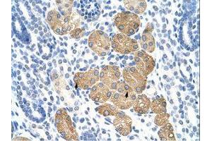 Image no. 1 for anti-Deleted In Azoospermia 4 (DAZ4) (N-Term) antibody (ABIN6736264) (DAZ4 antibody  (N-Term))