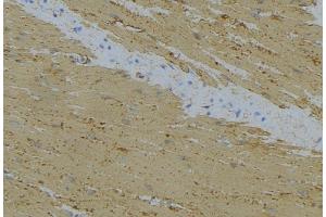ABIN6274737 at 1/100 staining Mouse muscle tissue by IHC-P. (MRPL24 antibody  (Internal Region))