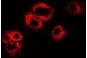 Immunofluorescent analysis of WIF-1 staining in U2OS cells. (WIF1 antibody)