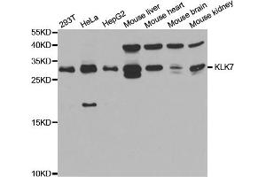 Western blot analysis of extracts of various cell lines, using KLK7 antibody (ABIN5973214) at 1/1000 dilution. (Kallikrein 7 antibody)