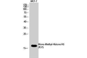 Western Blotting (WB) image for anti-Histone 3 (H3) (meLys37) antibody (ABIN3181854) (Histone 3 antibody  (meLys37))