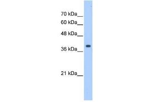 EIF3M antibody used at 1 ug/ml to detect target protein.