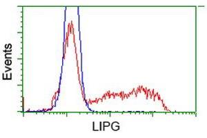 Image no. 9 for anti-Lipase, Endothelial (LIPG) antibody (ABIN1499165)