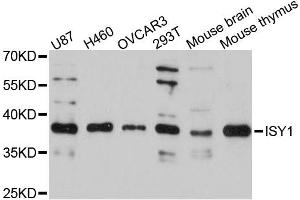 Western blot analysis of extracts of various cell lines, using ISY1 antibody. (ISY1 antibody)