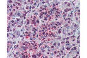 Anti-NDE1 antibody IHC of human pancreas. (NudE Neurodevelopment Protein 1 (NDE1) (AA 218-267) antibody)