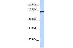 WB Suggested Anti-CSTF2 Antibody Titration:  0. (CSTF2 antibody  (N-Term))